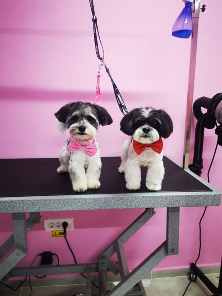 Dogzilla Grooming & Spa - Salon cosmetica animale