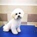 Dogzilla Grooming & Spa - Salon cosmetica animale